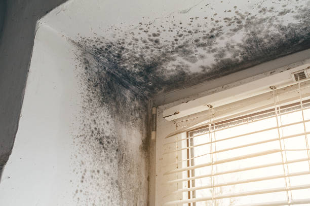 Affordable Mold Cleanup solutions in Mathews, VA